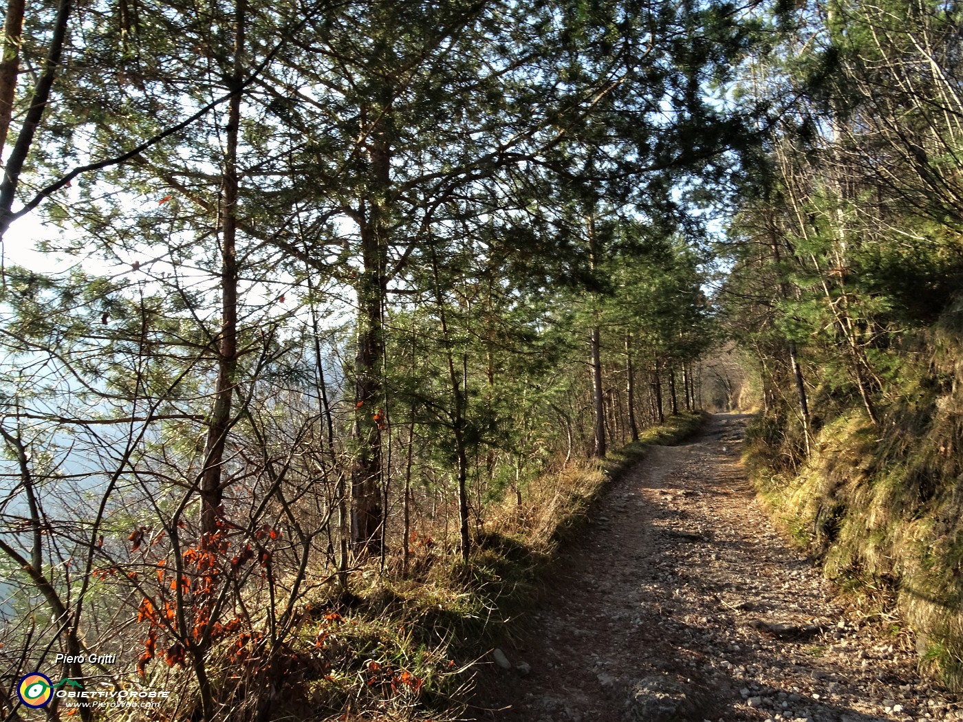 12 Anche abeti nel bosco.JPG